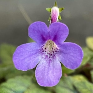 May include: A vibrant purple flower with five rounded petals and a white throat featuring dark purple speckles. The flower has a slender, light-colored tube extending upward with green sepals. The text Micro S. MaryJanes Pixie is at the bottom.