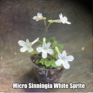 May include: A small potted plant with delicate white flowers and green leaves. The flowers have five petals and are in full bloom. The pot is dark and the text "Micro Sinningia White Sprite" is at the bottom.
