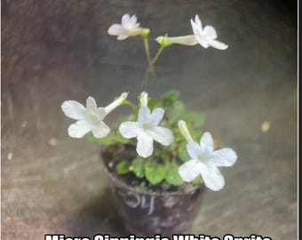 Micro Sinningia pusilla White Sprite Seeds