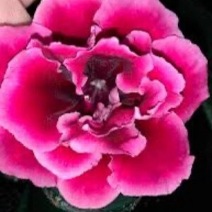 Sinningia Speciosa Bristols Love Potion. You will receive a tuber ready to be planted.