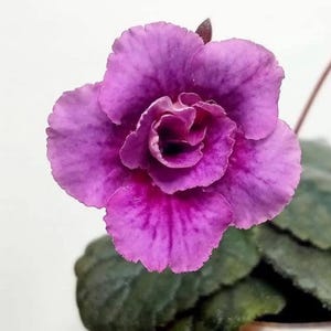 Mini Sinningia Bal Plum Rose. You will receive a tuber ready to be planted.