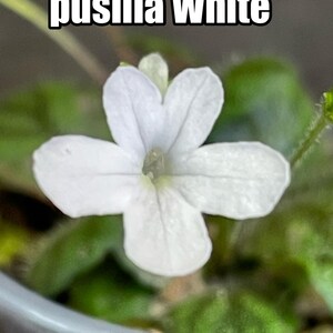 May include: Close-up of a white flower with five petals, labeled "pusilla White" in a black and white font. The flower is in full bloom, with a delicate, textured appearance. The background features green leaves and a blurred view of a pot.
