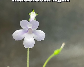 Microsemillas de Sinningia muscicola Light