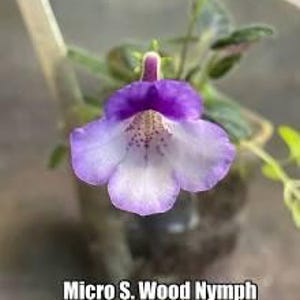 May include: Close-up of a Micro S. Wood Nymph flower. The flower has a vibrant purple and white color gradient. The petals are a soft lavender, transitioning to a deep purple center. The flower is in a small pot with green leaves.