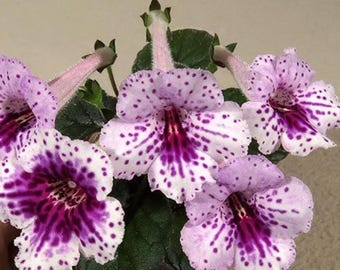 Mini Sinningia SimSim Infinity. You will receive a tuber ready to be planted.