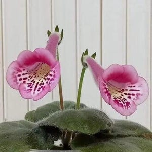 Mini Sinningia Pink Panguin. You will receive a tuber ready to be planted.