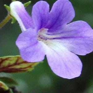 May include: A single purple flower with five petals and a white throat featuring dark purple markings. The flower has a tubular base and is attached to a thin green stem. Below the flower, a small green leaf with visible red veins is visible.