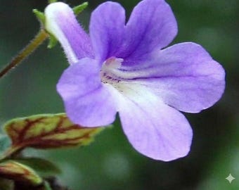 Micro Sinningia consinna seropedica Seeds