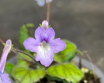 Micro Sinningia Star Eye’s X Self Seeds