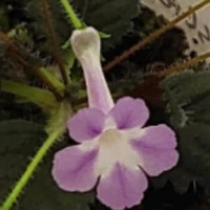 May include: A Streptocarpus plant featuring a single trumpet-shaped flower with five rounded, light purple petals and a white center. The flower extends from a long, slender, pale purple tube attached to a green stem, surrounded by dark green leaves.