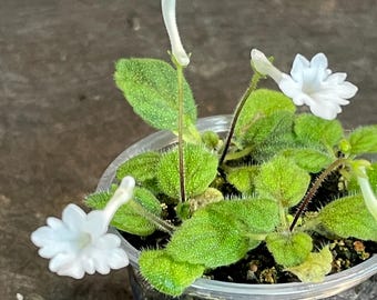 Micro Sinningia Snowflake Tuber
