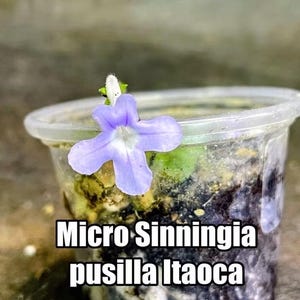 May include: A small, light purple flower with five petals and a white center, emerging from a clear plastic cup filled with dark soil. The text "Micro Sinningia pusilla Itaoca" is printed in white letters across the front of the container.