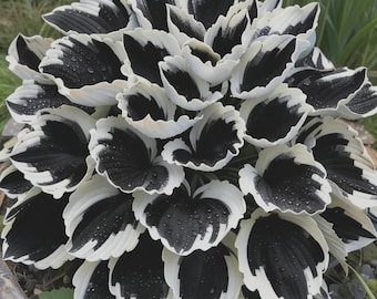 200+ Rare Black & White Hosta Seeds – Perennial Shade-Loving Ornamental Foliage Plant Mix