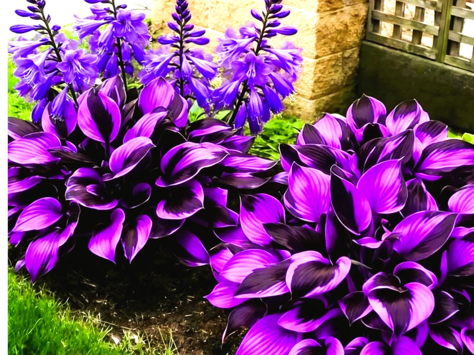 Black Purple Hosta Plants - Etsy