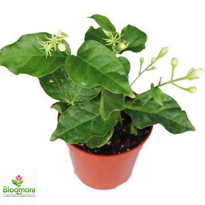Arabian Jasmine Plant Live, Jasminum Sambac 4 Inch Pot, Fragrant White Flower Plant, Indoor Outdoor Houseplant, Tropical Garden Gift