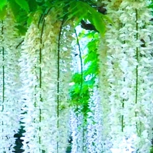 Hanging Indoor Jasmine Plant - Etsy