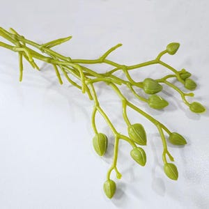 May include: A close-up of a green artificial orchid stem with multiple buds. The stem is a vibrant green colour, with several branches extending from the main stem. The buds are a lighter shade of green, suggesting they are unopened.