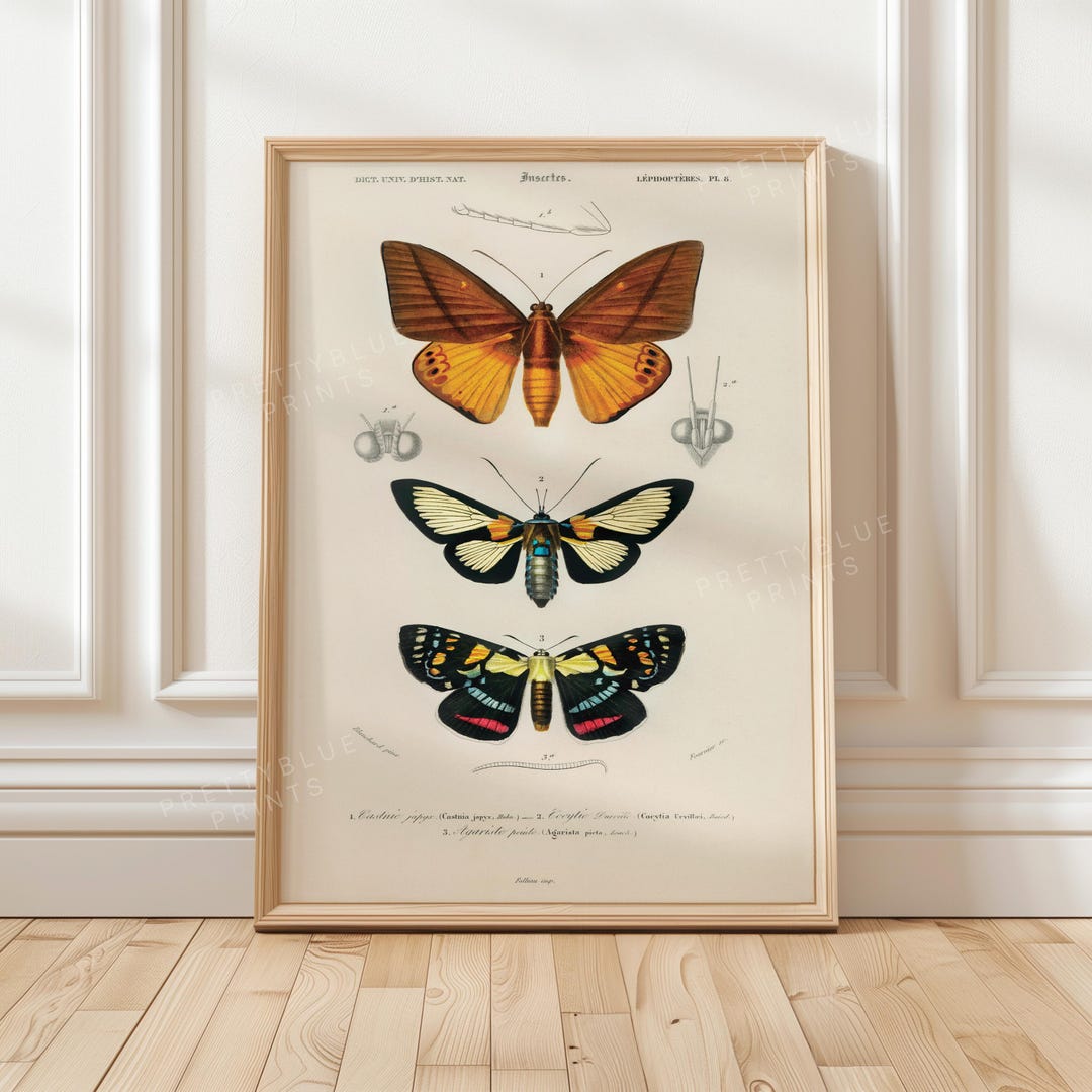 Antique Butterfly Entomology Print, Vintage Natural History Wall Art ...