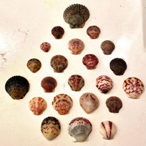 May include: A collection of twenty-one scallop shells arranged in a triangular formation. The shells vary in size and display a range of colors including shades of brown, tan, cream, deep red, and dark gray, featuring distinct radial ridges.