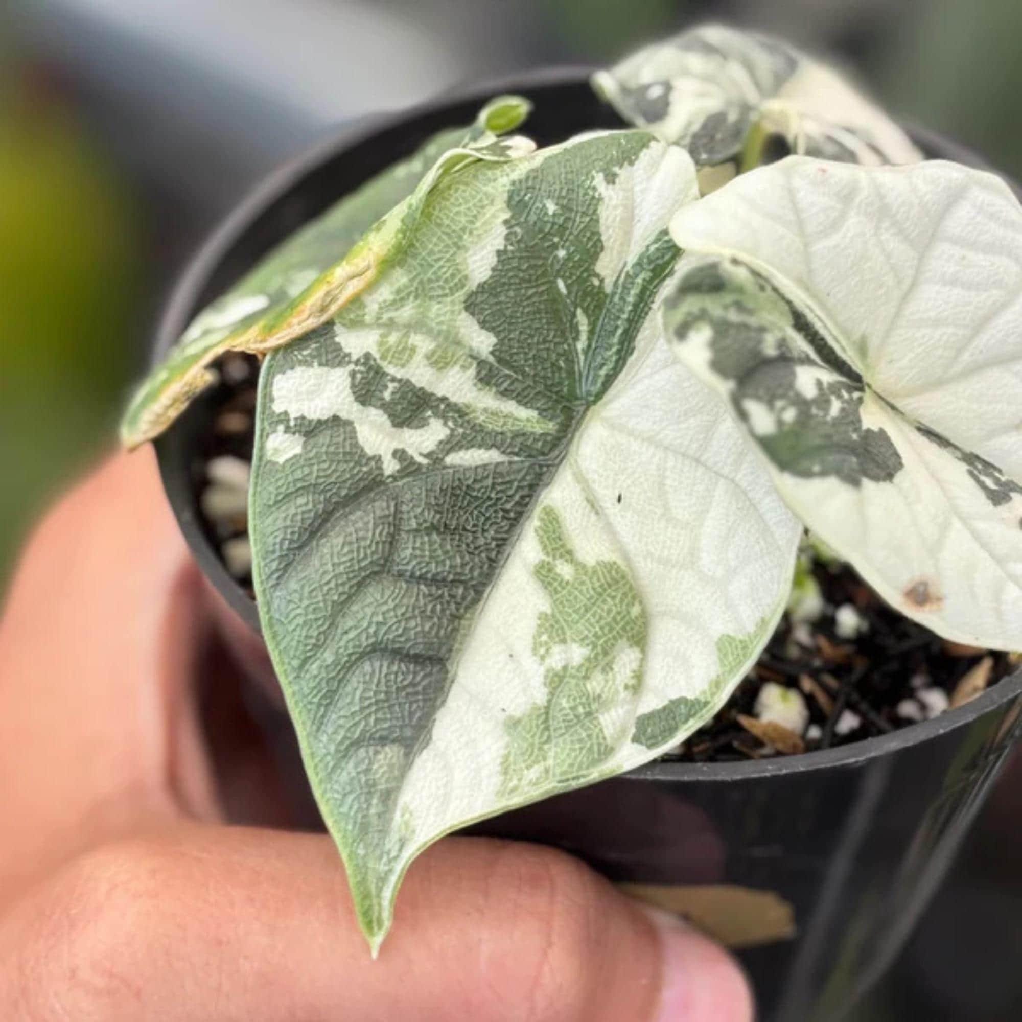 Variegated alocasia melo - Etsy 日本
