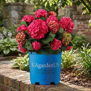 May include: A vibrant pink hydrangea plant in a blue plastic pot. The plant has large, round clusters of pink flowers and green leaves. The pot has the text "KAgardenUS" and "your family of plants your family of roses". The plant sits on a brick wall.
