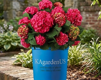 Reblooming Hydrangea Live Shrub, 1-Gallon Pot