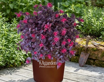 Purple Daydream Loropetalum Live Shrub - Deep Purple Evergreen Foliage - 2.5 Quart Pot