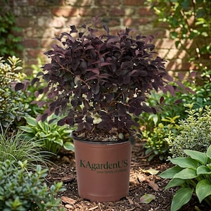 May include: A potted plant with deep burgundy leaves and branches. The plant is in a brown plastic pot with the text "KAgardenUS" and "your family of plants" printed on the side. The plant is surrounded by other greenery and a brick wall in the background.