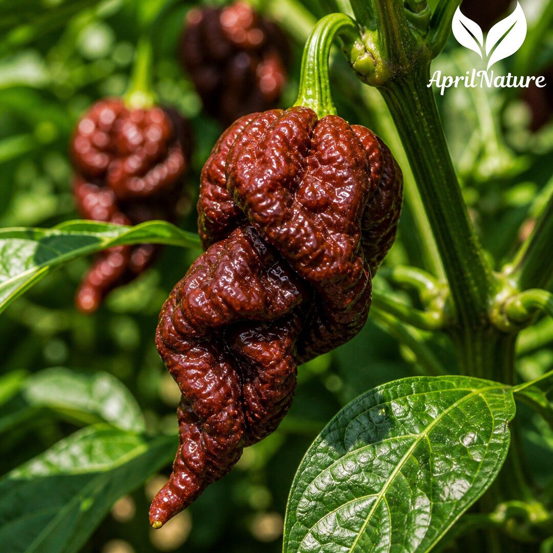 Lot of 3 Chocolate Fatalii Live Plants Super Hot Pepper 75+ Days Old ...