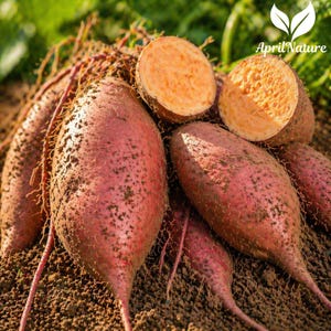 May include: A close-up shot of several sweet potatoes, some whole and others cut open. The sweet potatoes have reddish-brown skin and orange flesh. They are lying on the ground with some of their roots visible. The image is well-lit, highlighting the textures and colors.