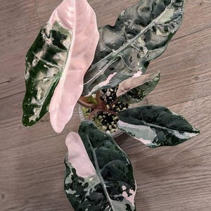 Alocasia chantrieri pink variegated - Etsy 日本