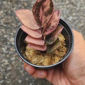Könnte beinhalten: Eine kleine Topfpflanze mit rosa und grün panaschierten Blättern. Die Blätter weisen ein einzigartiges Muster aus dunkelgrünen und rosa Farbtönen auf. Die Pflanze befindet sich in einem schwarzen Plastiktopf, und die Erde ist mit einem hellbraunen Material bedeckt.