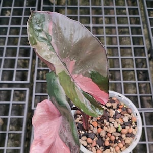 Alocasia serendipity variegated - Etsy 日本