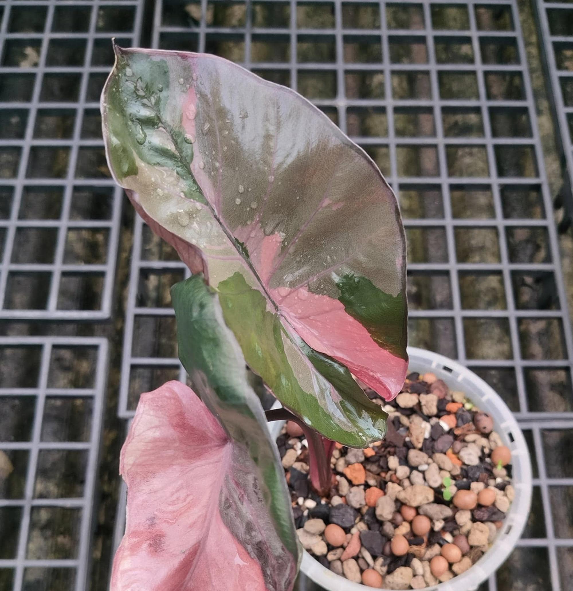 Alocasia serendipity variegated - Etsy 日本