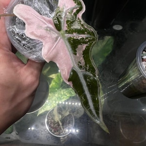 Variegated alocasia sanderiana - Etsy 日本