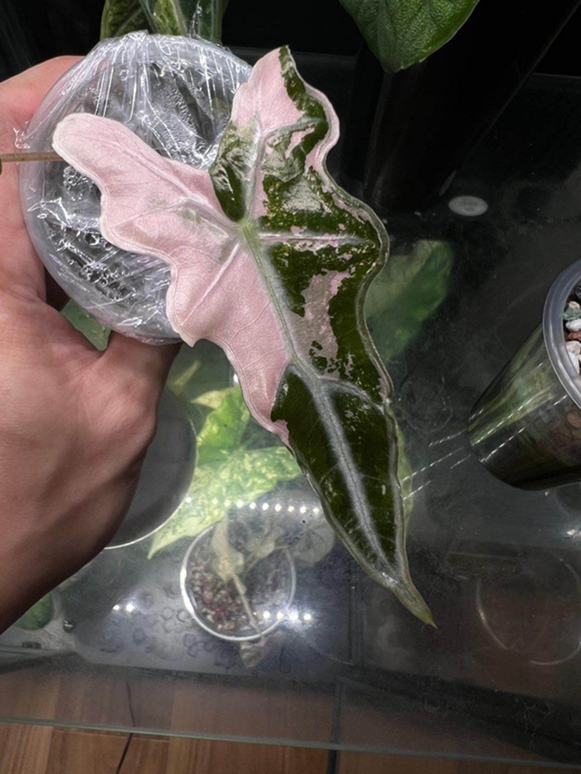 Variegated alocasia sanderiana - Etsy 日本