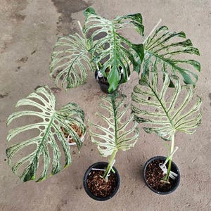 Op de afbeelding: Bovenaanzicht van verschillende Monstera-planten in pot. De bladeren vertonen een mix van groene en witte bonte bladeren, met karakteristieke vensters. De planten staan in zwarte plastic potten, op een neutrale ondergrond.