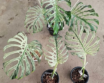 Esquejes de Monstera Deliciosa: Monstera del Diablo Variegada (Plantas vivas enraizadas)