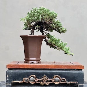 Enbärsbonsai: Liten kaskadväxt inomhus (japansk stil)
