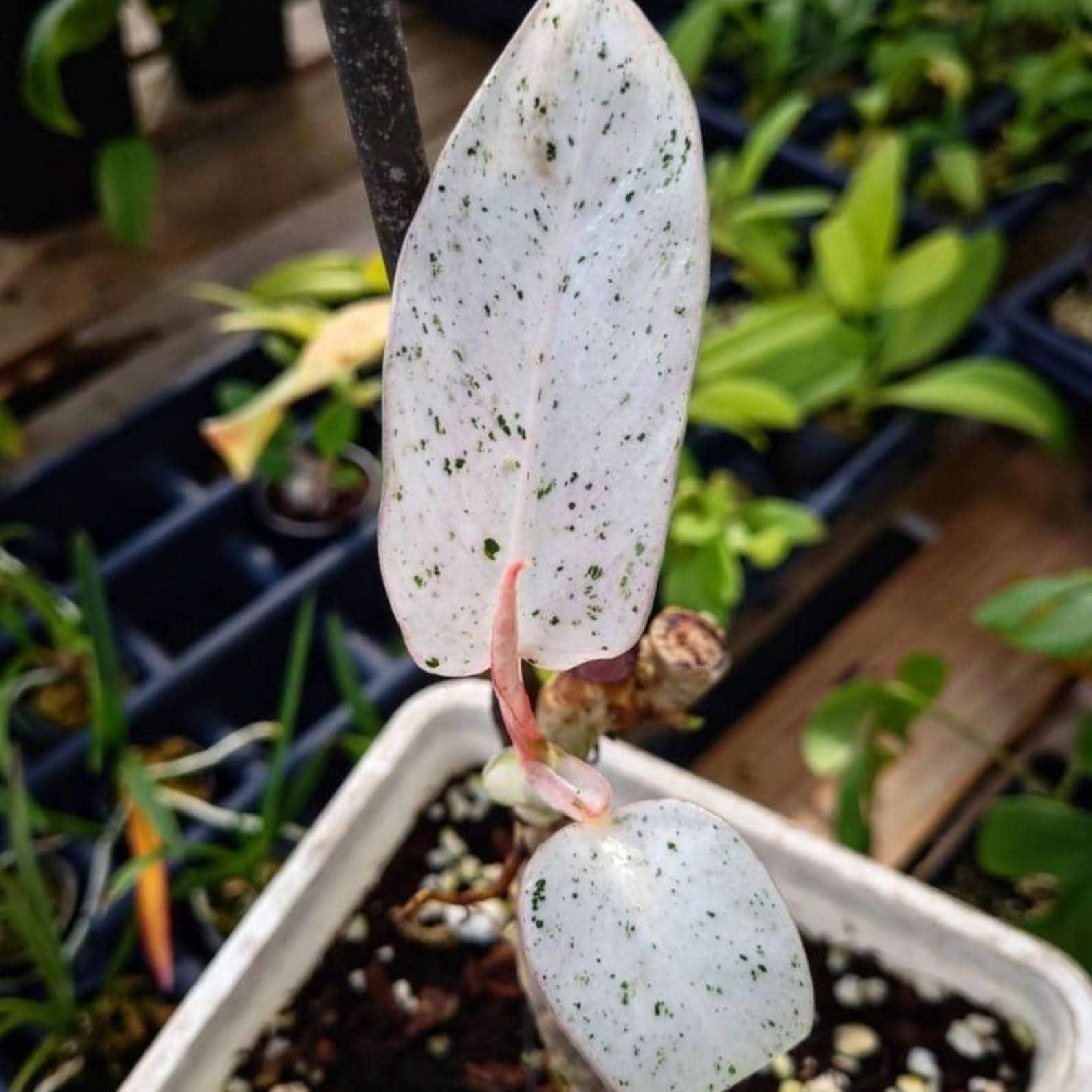 Whipple way philodendron - Etsy 日本