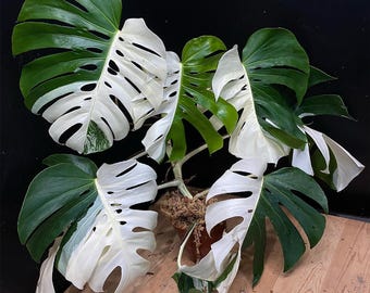 Monstera Albo Borsigiana Sticklingar: Djärv vit variation - rotade noder