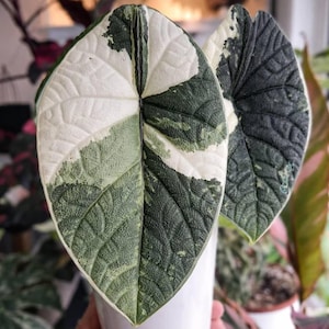 Variegated alocasia maharani - Etsy 日本
