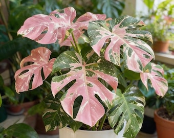 Esqueje raro de Monstera tricolor rosa - Planta tropical variegada