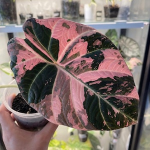 Alocasia black velvet pink variegated - Etsy 日本