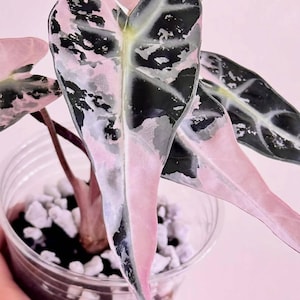 Alocasia bambino pink variegated - Etsy 日本