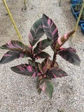 Variegated Musa Nono Pink Banana Plant: Rare Tropical Rooted Cutting product logo