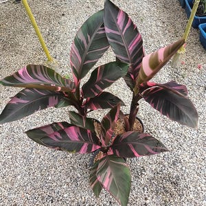 Musa nono pink variegated banana - Etsy 日本