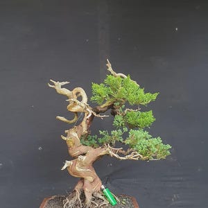 bonsai company Bonsaify