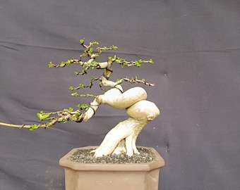 Mini Premna Microphylla Bonsai: małe drzewo doniczkowe, żywa roślina