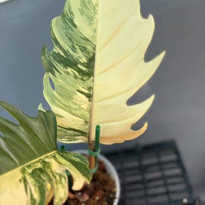 images pothos plant Churchill Gold Pothos starter plant **(ALL plants require you to purch –  GoldenGreeneryCo main image 1